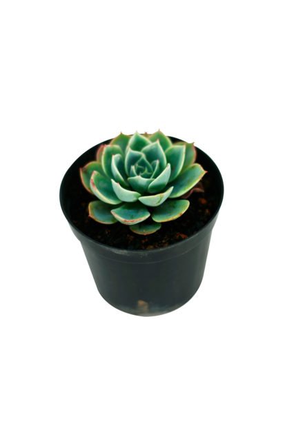 Planta Echeveria