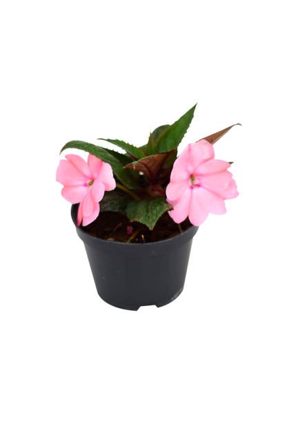 Planta Sumpatines cor Rosa