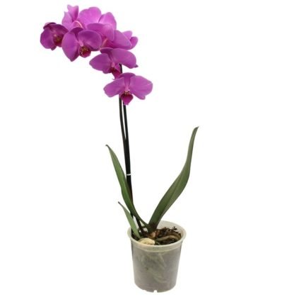 Orquídea Roxa